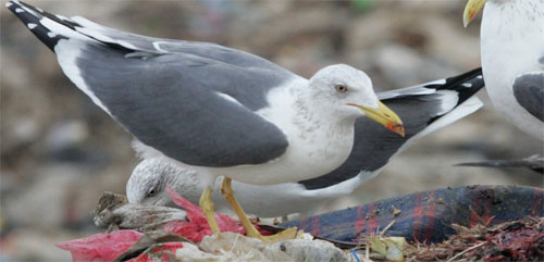 99 % des oiseaux marins auront avalé du plastique d'ici 2050